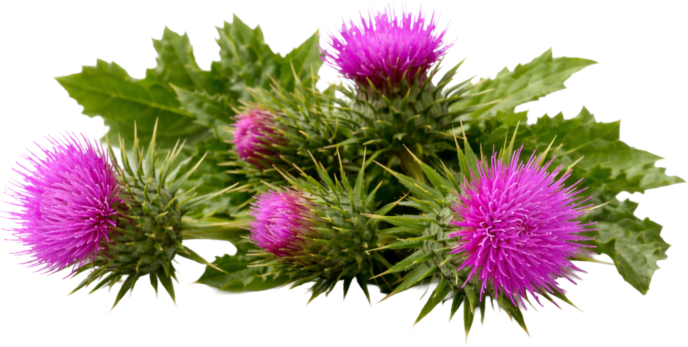 A cluster of blooming purple thistles with spiky green leaves on a white background.