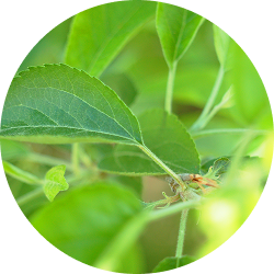 A close-up, circular photograph of vibrant green leaves on a plant.