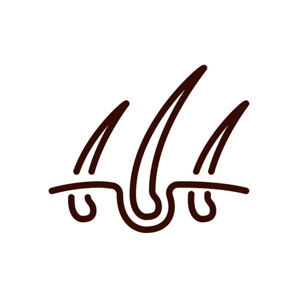 A stylized brown line drawing of hair growing from follicles on a white background.