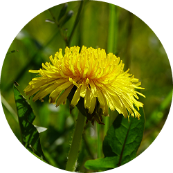 A circular, close-up photograph of a yellow dandelion flower against a blurry green background.