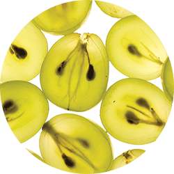 A circular, backlit close-up of sliced green grapes showing their internal structure and seeds.