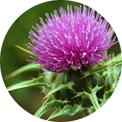 A circular close-up of a purple thistle flower with a spiky green stem.