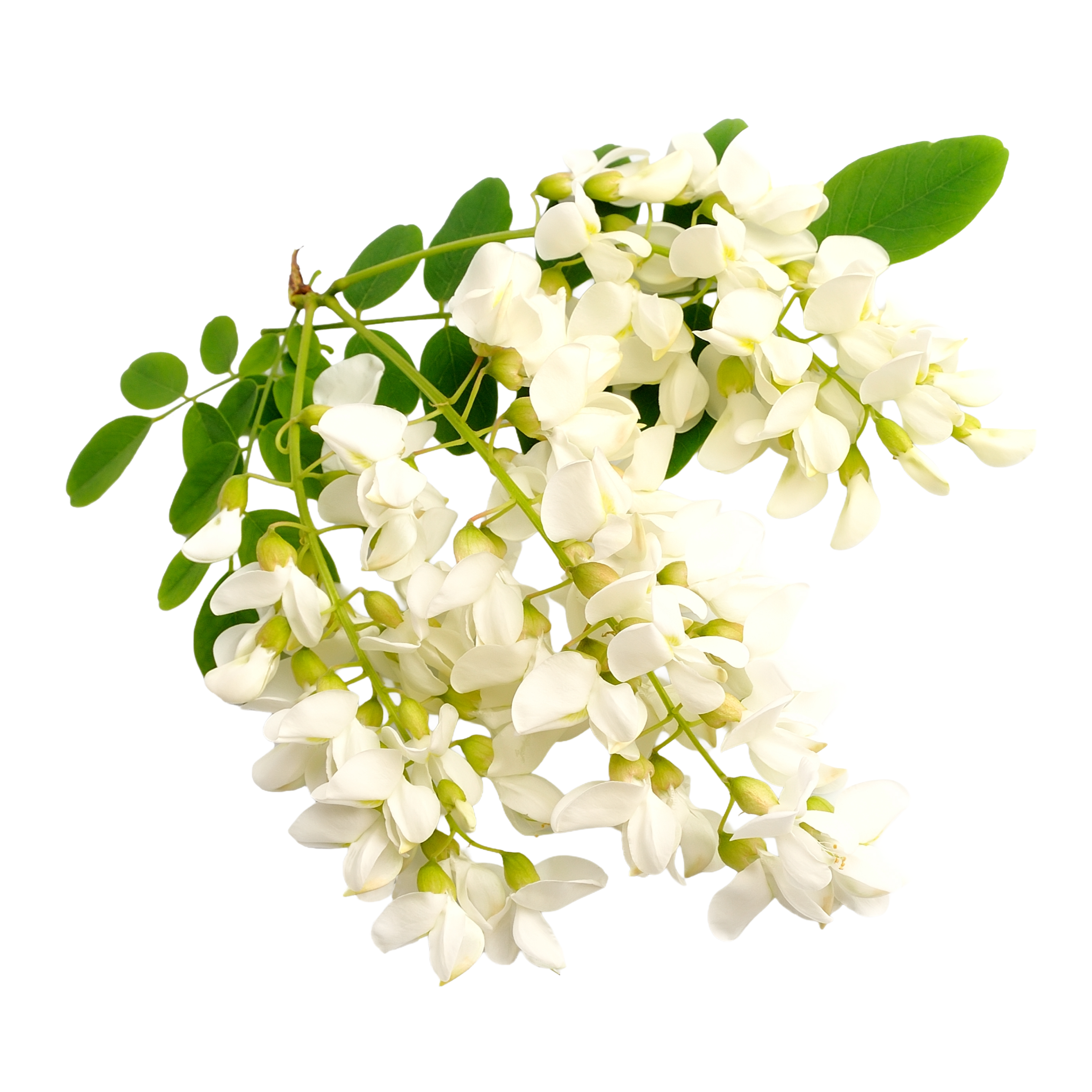 A sprig of white black locust flowers with green leaves, isolated against a white background.