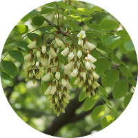 A circular photo of a branch with green leaves and clusters of white, drooping flowers.