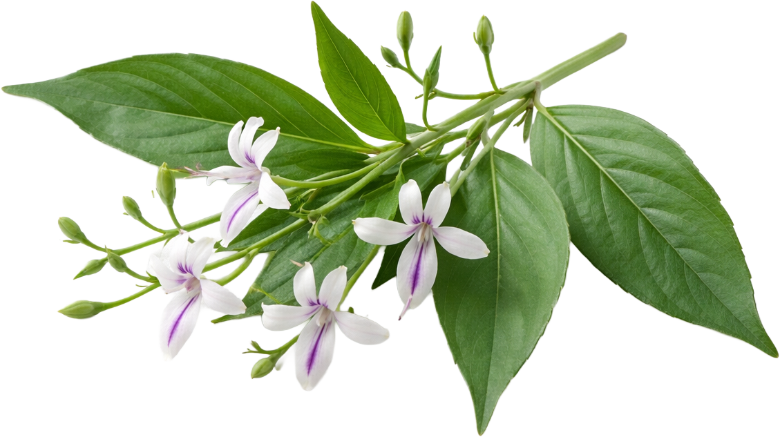 A close-up of a flowering plant stem with green leaves and white and purple flowers.
