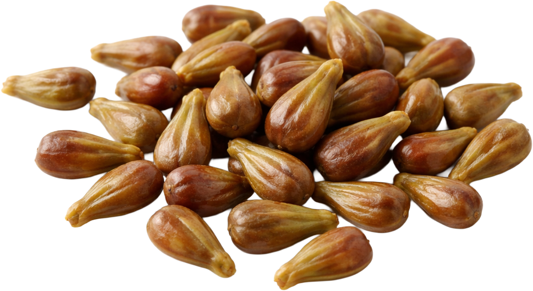A close-up of a pile of grape seeds on a white background.