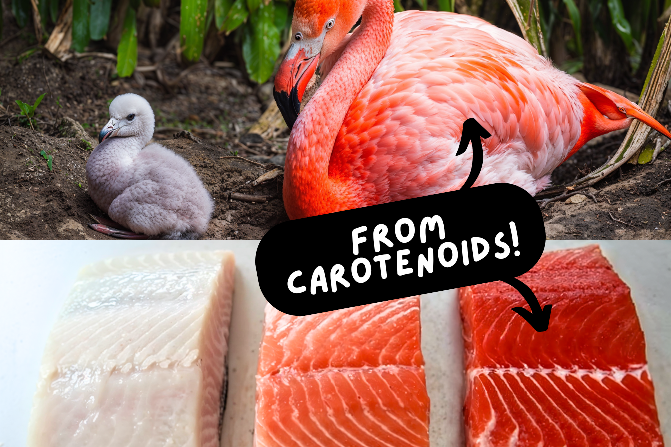 Flamingo and chick with raw fish, text reads 'From carotenoids!'