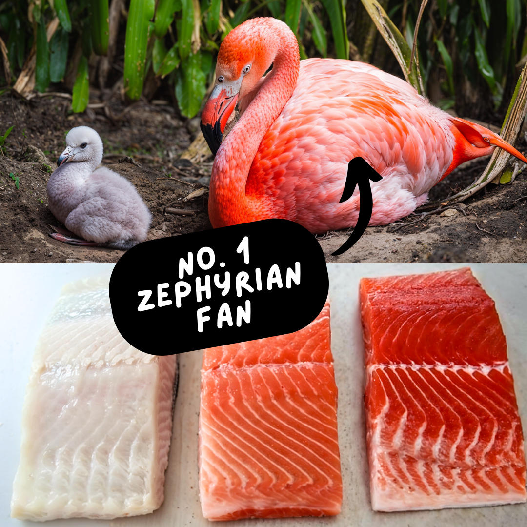 Flamingo with chick, text overlay 'No. 1 Zephyrian Fan,' and three fish fillets.