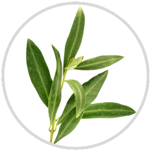 Green leaves on a branch against a white circular background.