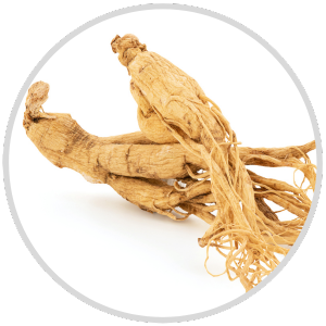 Dried ginseng root with tangled fibers on a white background.