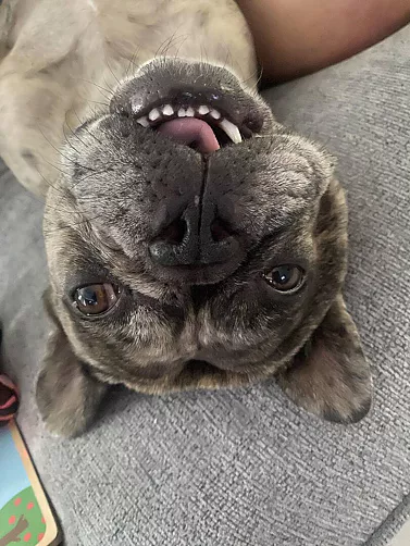 Close up of upside down grey Frenchie face, with his mouth open smiling.