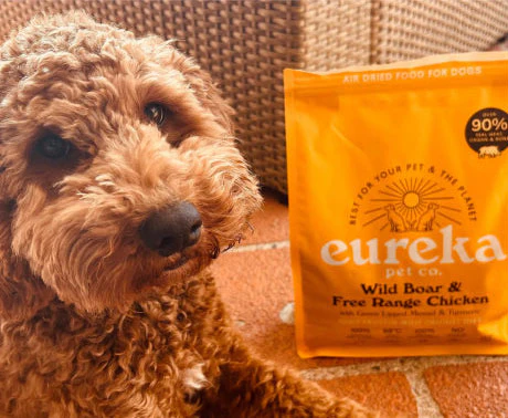 A brown, curly-haired dog lies on a brick surface next to a bag of Eureka dog food.