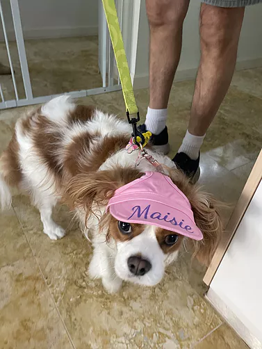 Maisie the King Charles Cavalier wearing a pink visor with her name embroidered on it. 