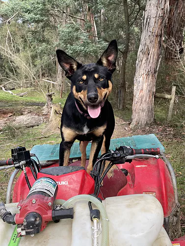 Black & Tan Kelpie standing on red ATV smiling at the camera.