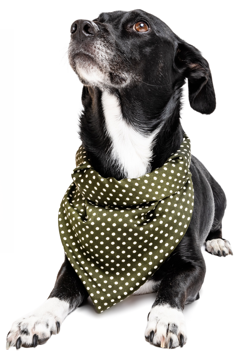 Black dog, with while chest, wearing green polkadot bandanna, looking up at food.
