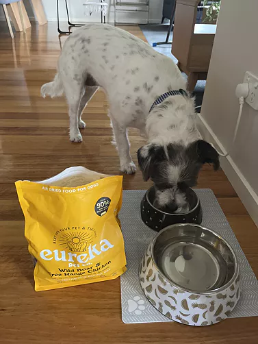 A high angle shot of a speckled white dog eating bowl of dog food with yellow Eureka bag of dog food beside.
