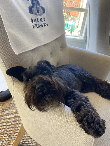Black Mini Schnauzer with his body draped over a cream armchair, and his face on the armrest looking at the camera. 