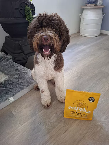 Brown and white Labradoodle proudly sitting next to it's yellow bag of Wild Kangaroo & Grass Fed Lamb Eureka dog food.
