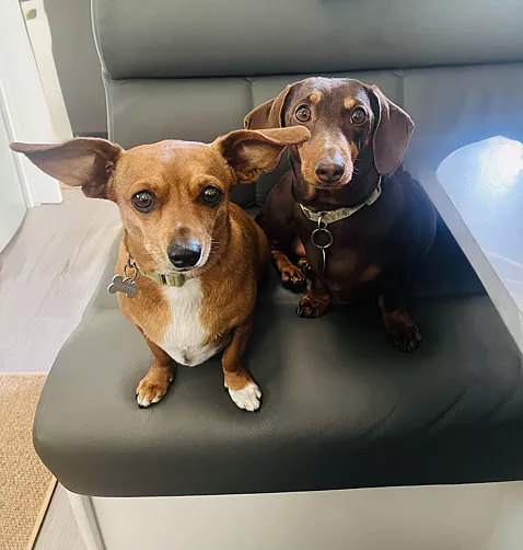 Two Dachshund mix girls sitting in a chair, sweetly looking at camera.