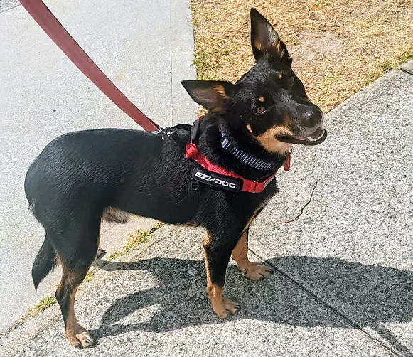 Happy black and tan Kelpie smiling on the end of a red lead.