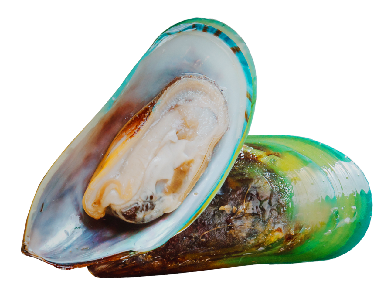 A close-up of two green-lipped mussels, one open, against a solid green background.