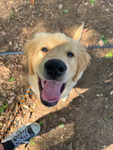 A high-angle shot of a golden retriever puppy sitting on a dirt path and looking up happily.
