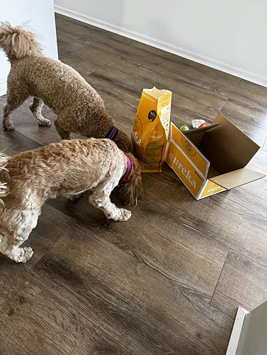 Two blonde Cavoodles opening their Eureka delivery box and bag of single protein chicken dog food.