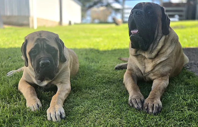 Two large tan Mastiffs laying in the grass.