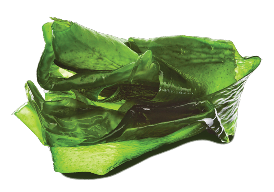 A close-up of a clump of wet, folded green seaweed against a solid green background.