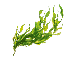 Illustration of green, leafy seaweed on a transparent background.