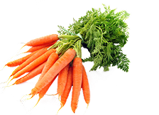 A bunch of fresh carrots with green tops.