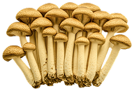 Cluster of brown mushrooms with long stems on a white background.
