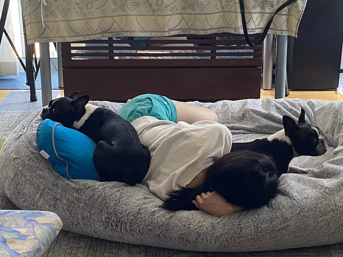 Person and two dogs resting on a large, gray cushion.