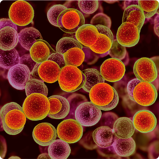 Colorful microscopic view of spherical cells with red and yellow hues.