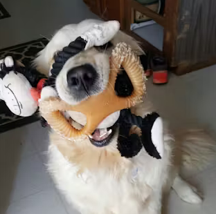 A large white dog holds multiple toys in its mouth, with one paw resting on its head.