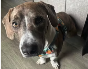 A light brown and white dog with floppy ears and a patterned harness looks up at the camera.