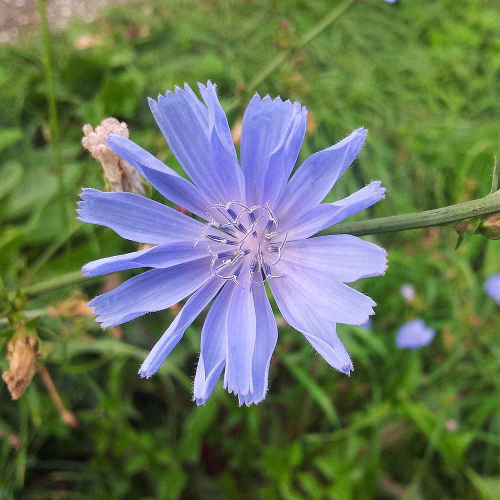 A close-up of a light purple chicory flower with fringed petals against a green background.