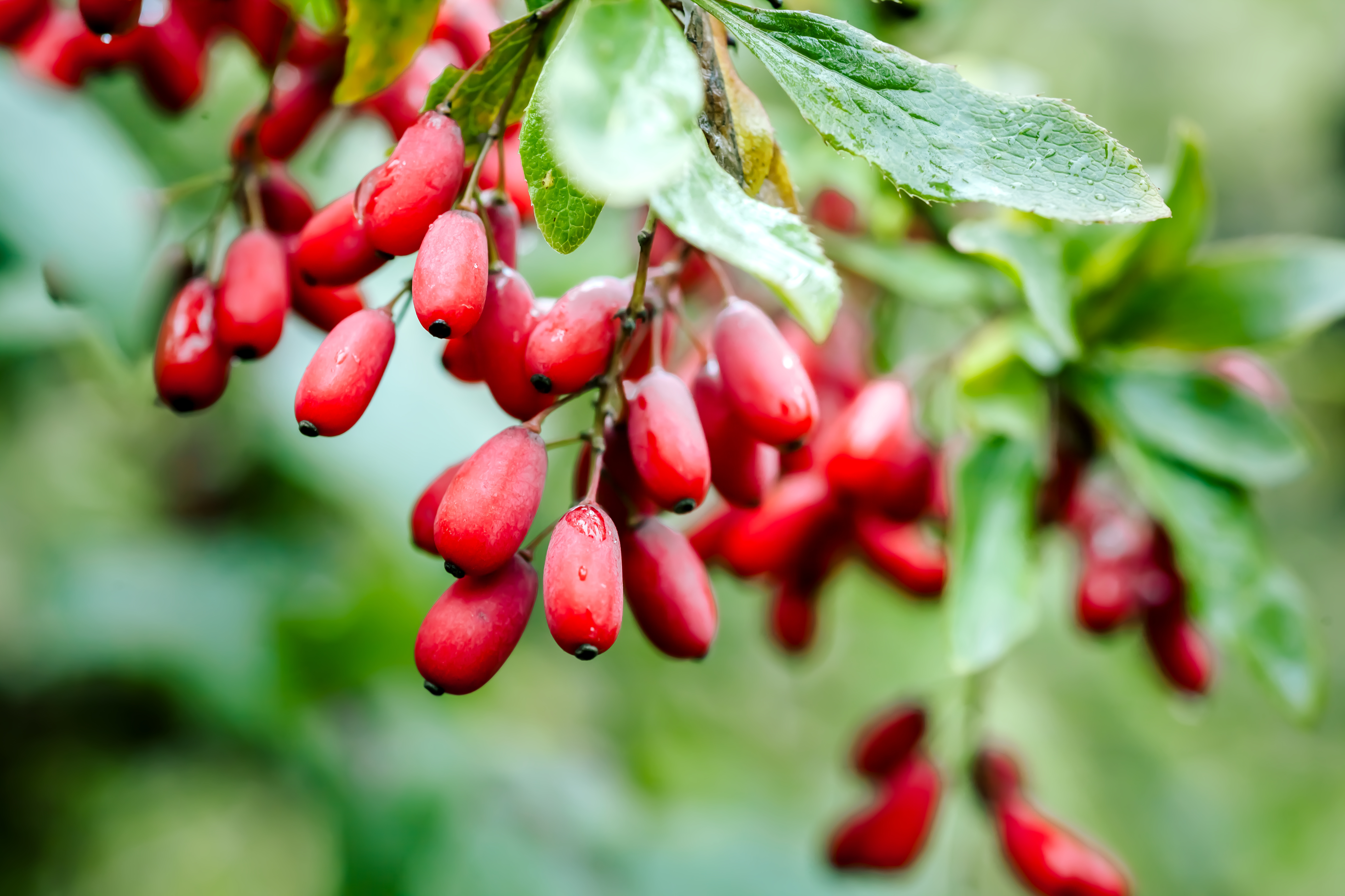 A close-up of wet, red barberries hanging from a branch with green leaves against a blurred background.