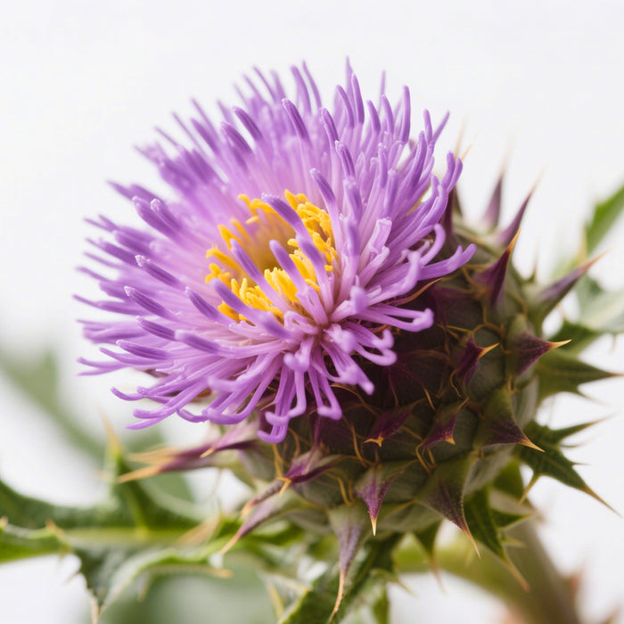 Close-up of a purple and yellow thistle flower.