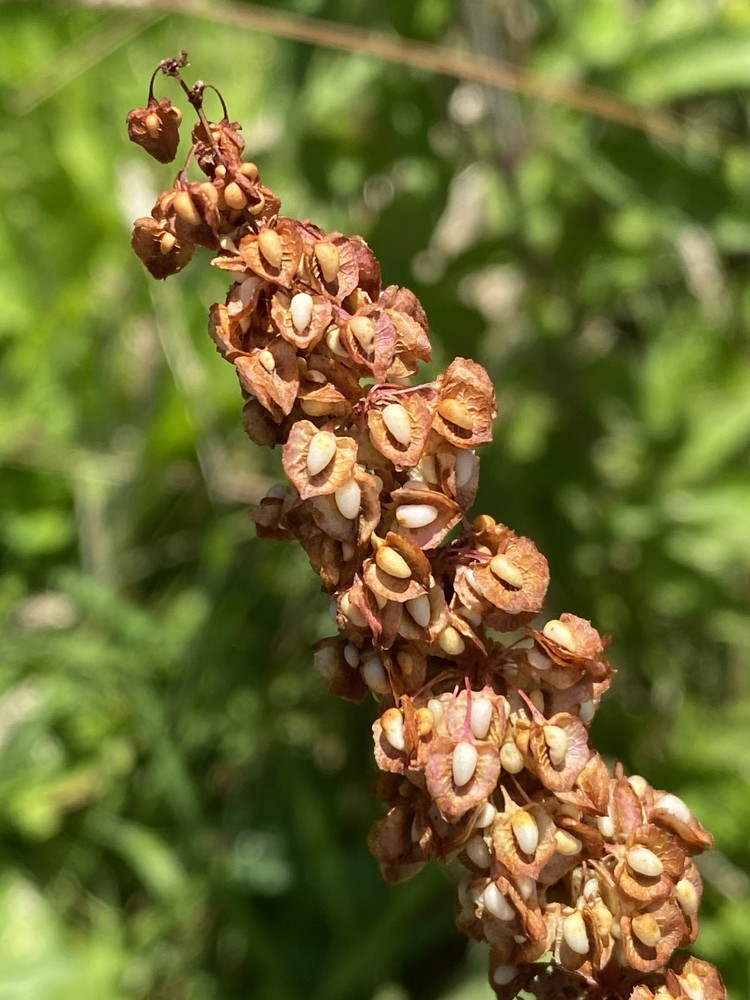 A close-up of a plant stalk with dried, brown, heart-shaped seed pods containing small, pale seeds.