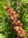 Rumex Crispus