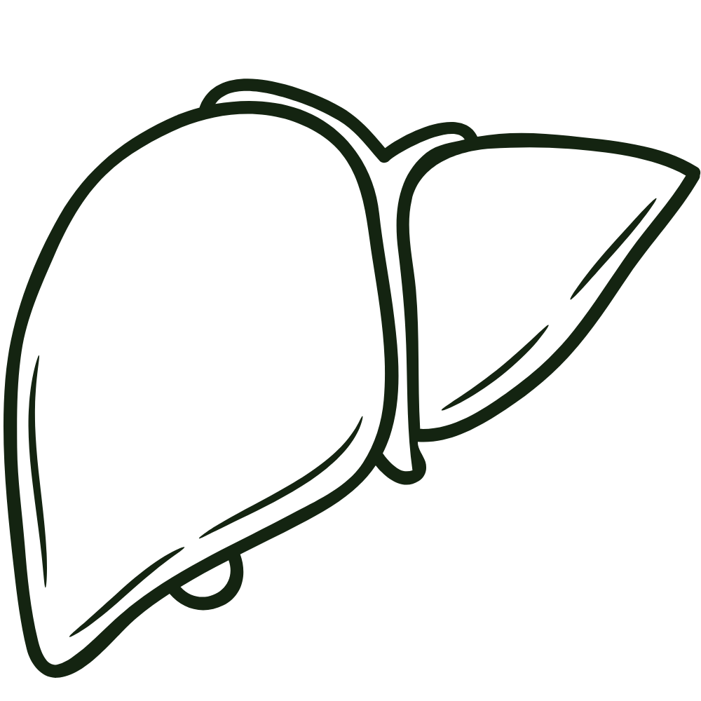A simple black and white line drawing of a human liver.