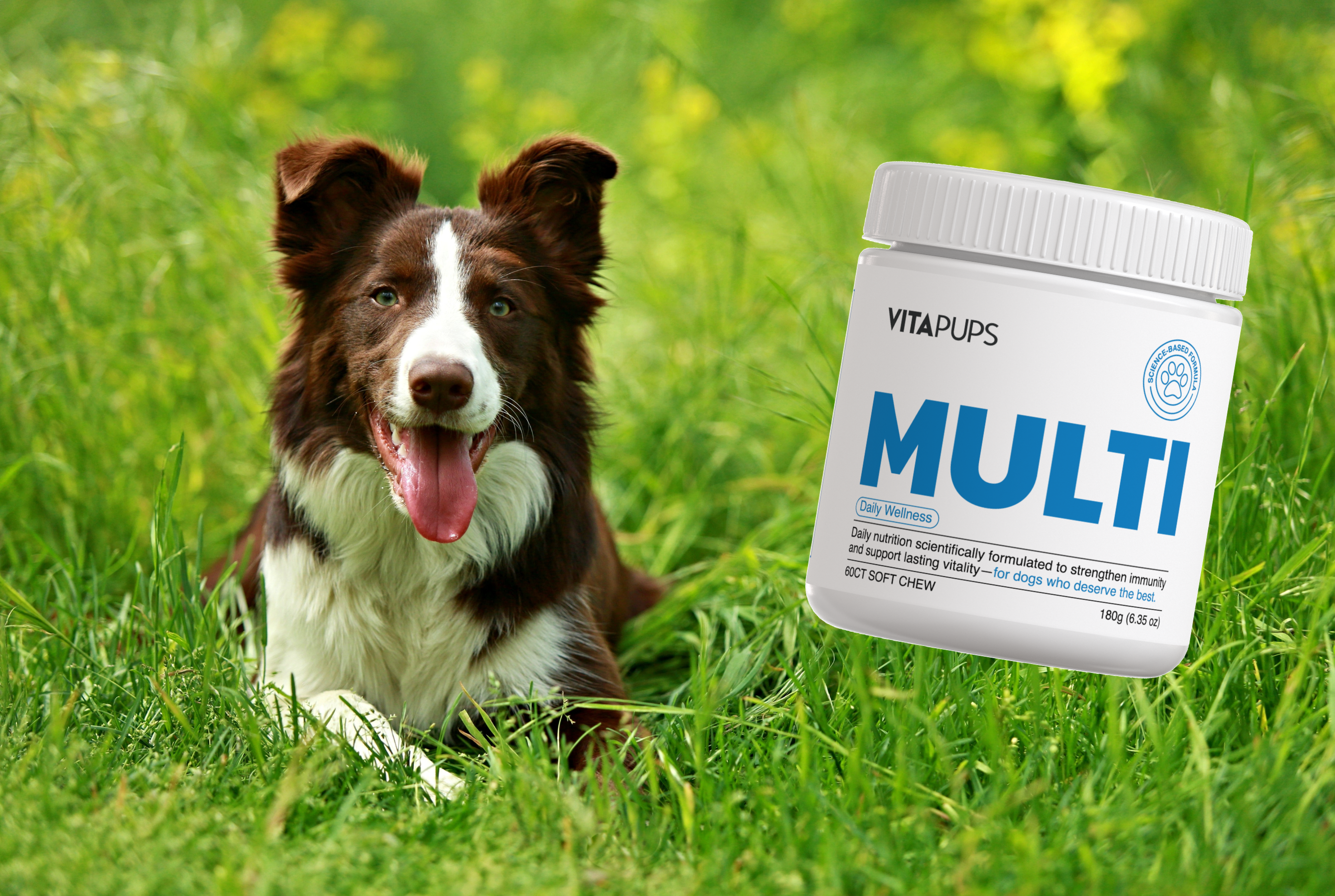 A brown and white border collie lies in the grass next to a bottle of Vitapups multivitamins.