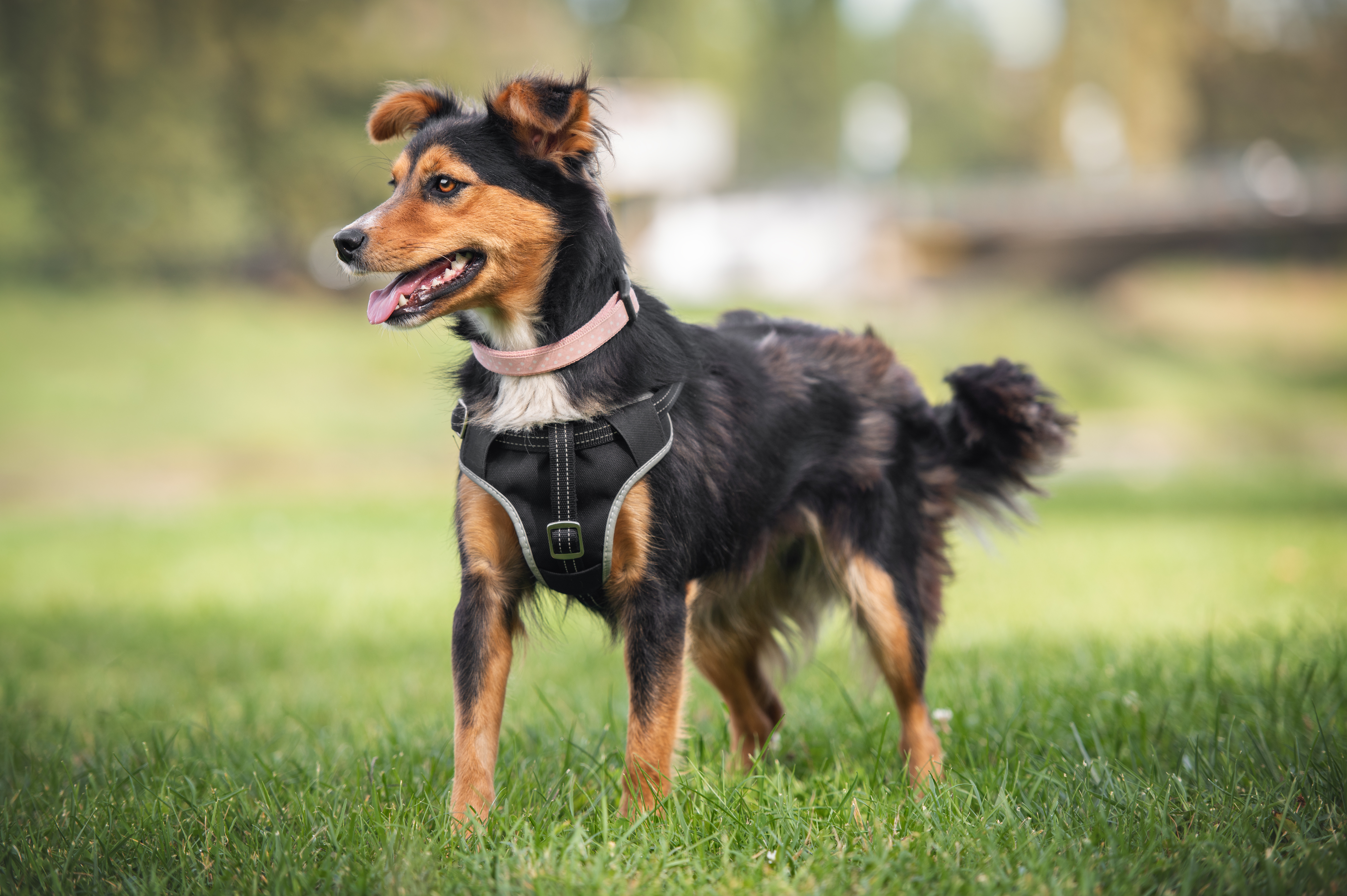 Small dog with black and brown fur wearing a harness in a grassy field.