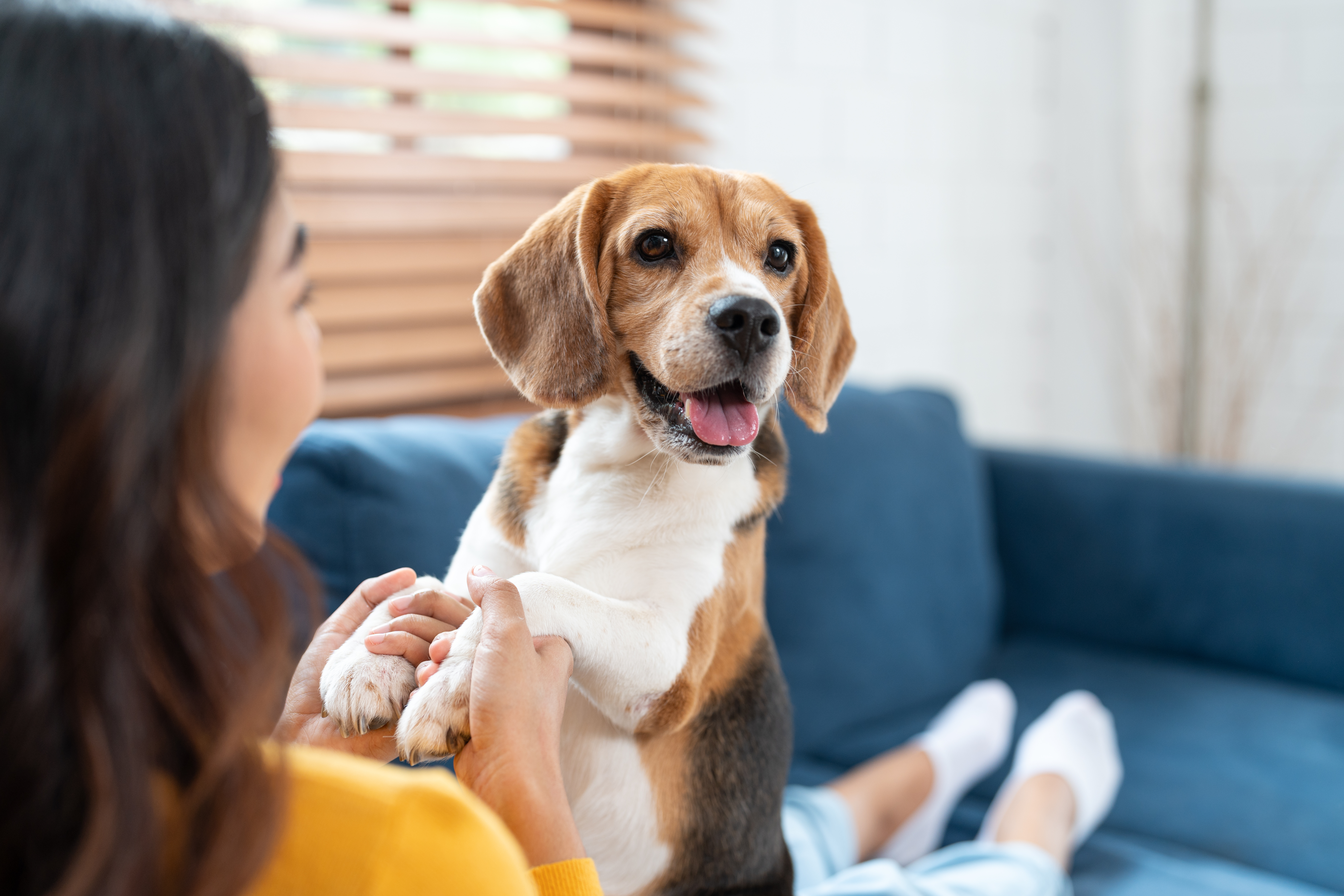 A dog with a happy expression sits on a couch with a person holding its paws.