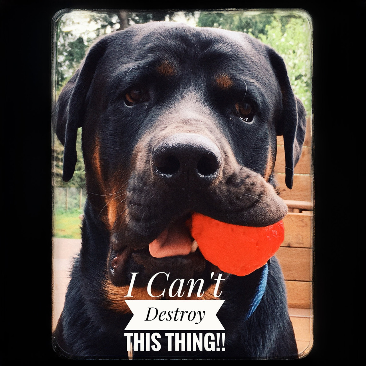 Rottweiler holding a red ball with text overlay 'I Can't Destroy This Thing!!'