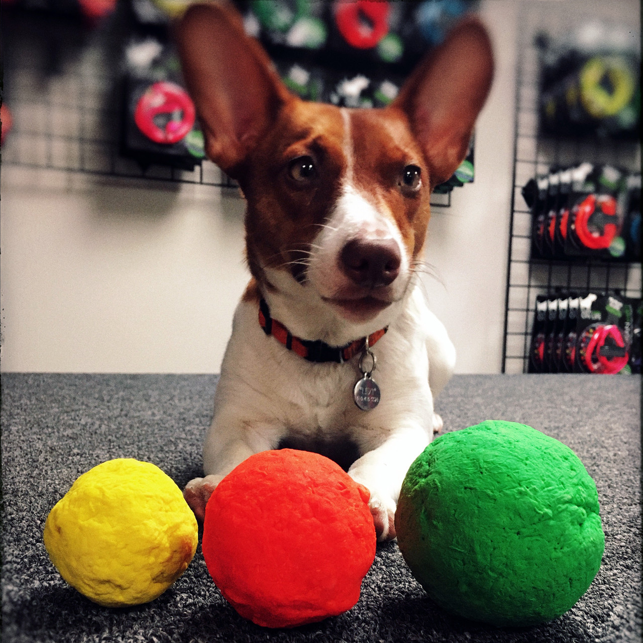 Dog with three colorful balls on a carpeted floor.