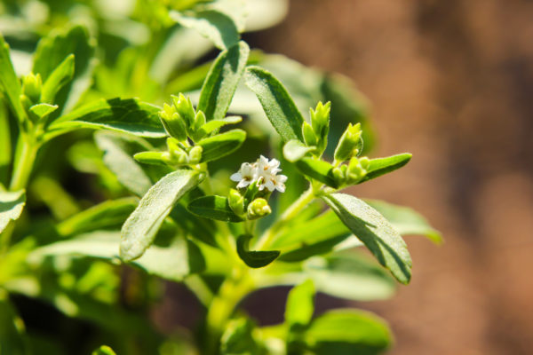 Close-up of green plant with small white flowers and buds.