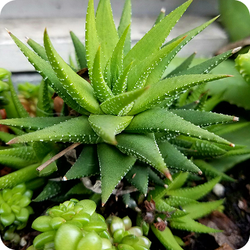 A close-up of a green, spiky succulent plant with white dots on its pointed leaves.