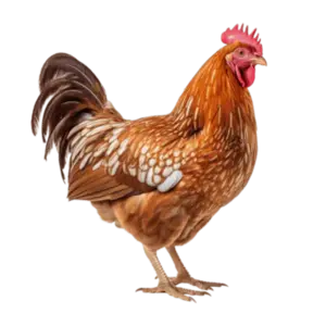 A brown and white rooster with a red comb and wattle standing against a white background.